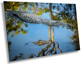 Alligator Gaze Wall Art: Serene Waters Photography Print