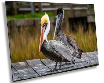 Brown Pelican Pair Print: Coastal Bird Photography Wall Art