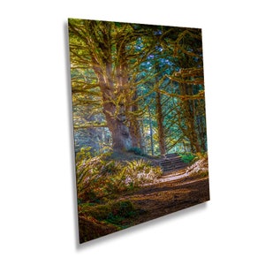 May include: A sunlit forest path with a set of wooden steps leading up to a large, moss-covered tree. The path is lined with ferns and other greenery, and the sunlight creates a dappled effect on the ground.