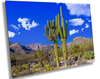 Crested Saguaro Cactus Metal Wall Art: Sabino Canyon Arizona Landscape