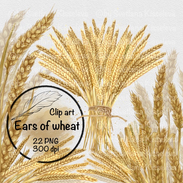 Ear of wheat, clipart, png, watercolor wheat, autumn, harvest, grain, barley plant, yellow, field, bread, digital download