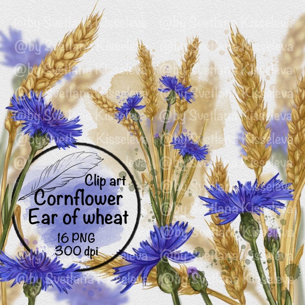 Cornflowers, ears of wheat, clipart, png, digital download, wild flowers, blue flowers, watercolor flowers, centaurea cyanus
