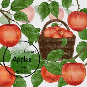 Maçãs, cesta de maçãs, PNG, maçã no galho, download digital, clipart, aquarela, maçã vermelha, cesta, colheita