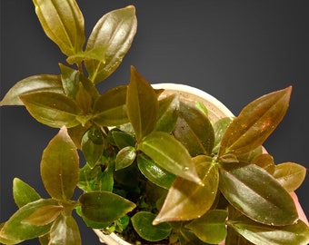 7 Rare Medinilla Myranthia Seedlings. Includes a free surprise plant cutting! Exact plants.