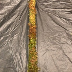 May include: A long, thin piece of preserved moss with a variety of green and brown shades. The moss is arranged vertically and appears to be attached to a surface.
