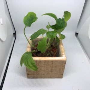 May include: A small green plant in a square wooden planter. The planter is light brown and has a rustic look.
