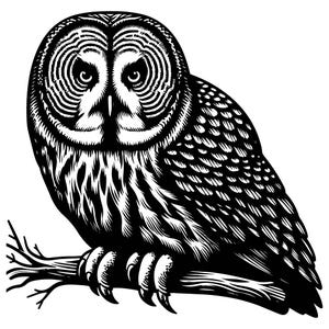 Könnte beinhalten: Eine Schwarzweißillustration einer Waldohreule, die auf einem Ast sitzt. Die Eule hat ein detailliertes, strukturiertes Muster auf ihren Federn und einen scharfen, durchdringenden Blick.