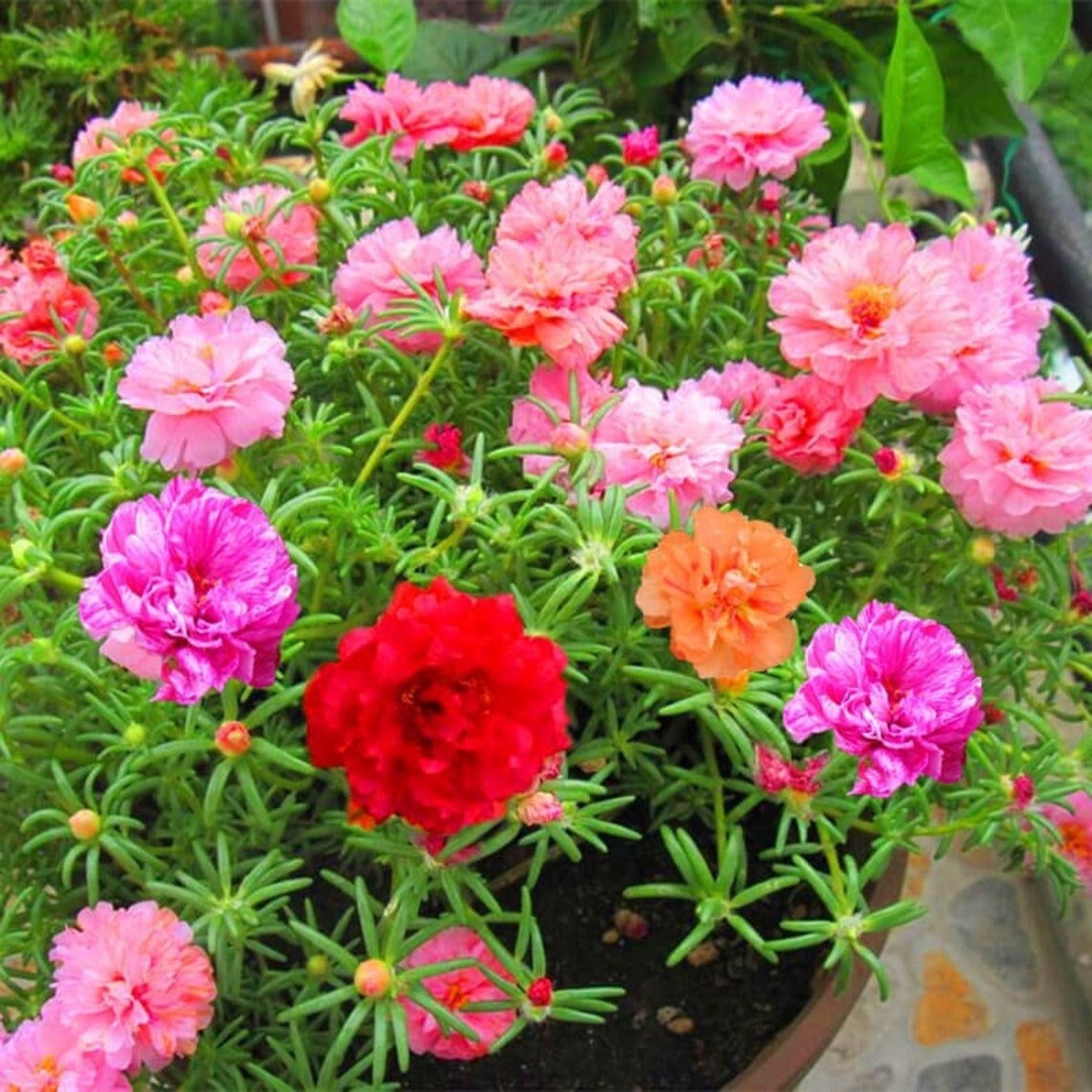 Moss Rose Double Flowered Mix Seeds Portulaca Grandiflora Etsy Canada