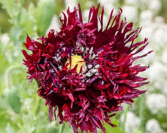 Black Swan Poppy Seeds - Ruffled Fringed Frilly Black Poppy - Unique Beautiful Blooms - 100+ seeds