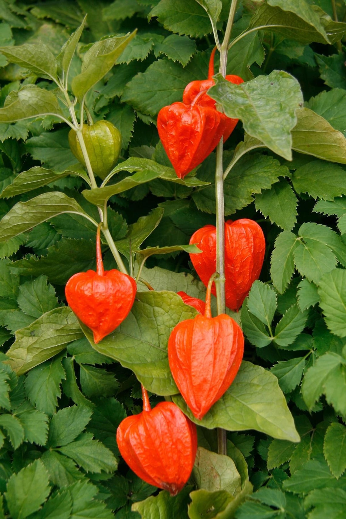Chinese Lantern Seeds Perennial Ornamental Plant 20 Seeds Etsy Canada how-to-grow-a-chinese-lantern-plant-the-mesmerizing-bloom-you-need-in