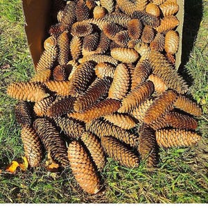 Peut inclure: Une boîte en carton débordant de nombreuses pommes de pin brunes, dont certaines se déversent sur l'herbe verte. Les pommes de pin varient en taille et présentent un aspect texturé et écailleux. L'image est prise en extérieur à la lumière naturelle.