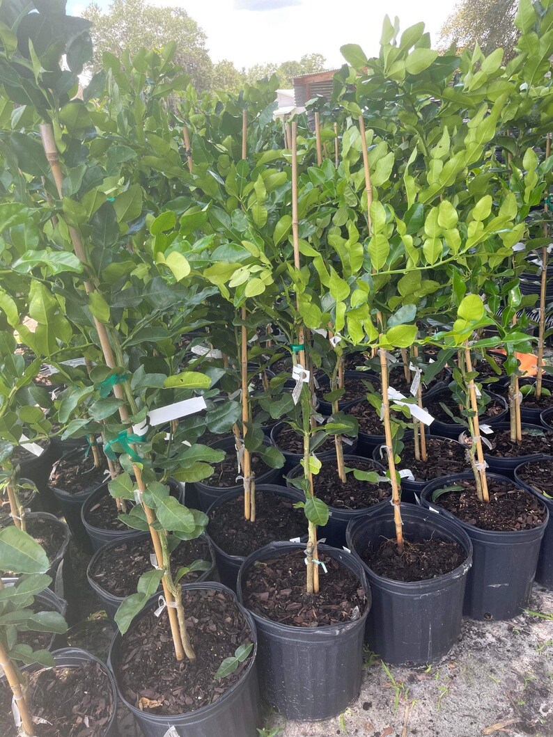 4ft Tall Kaffit Lime Grafted Tree Available Ship to Etsy