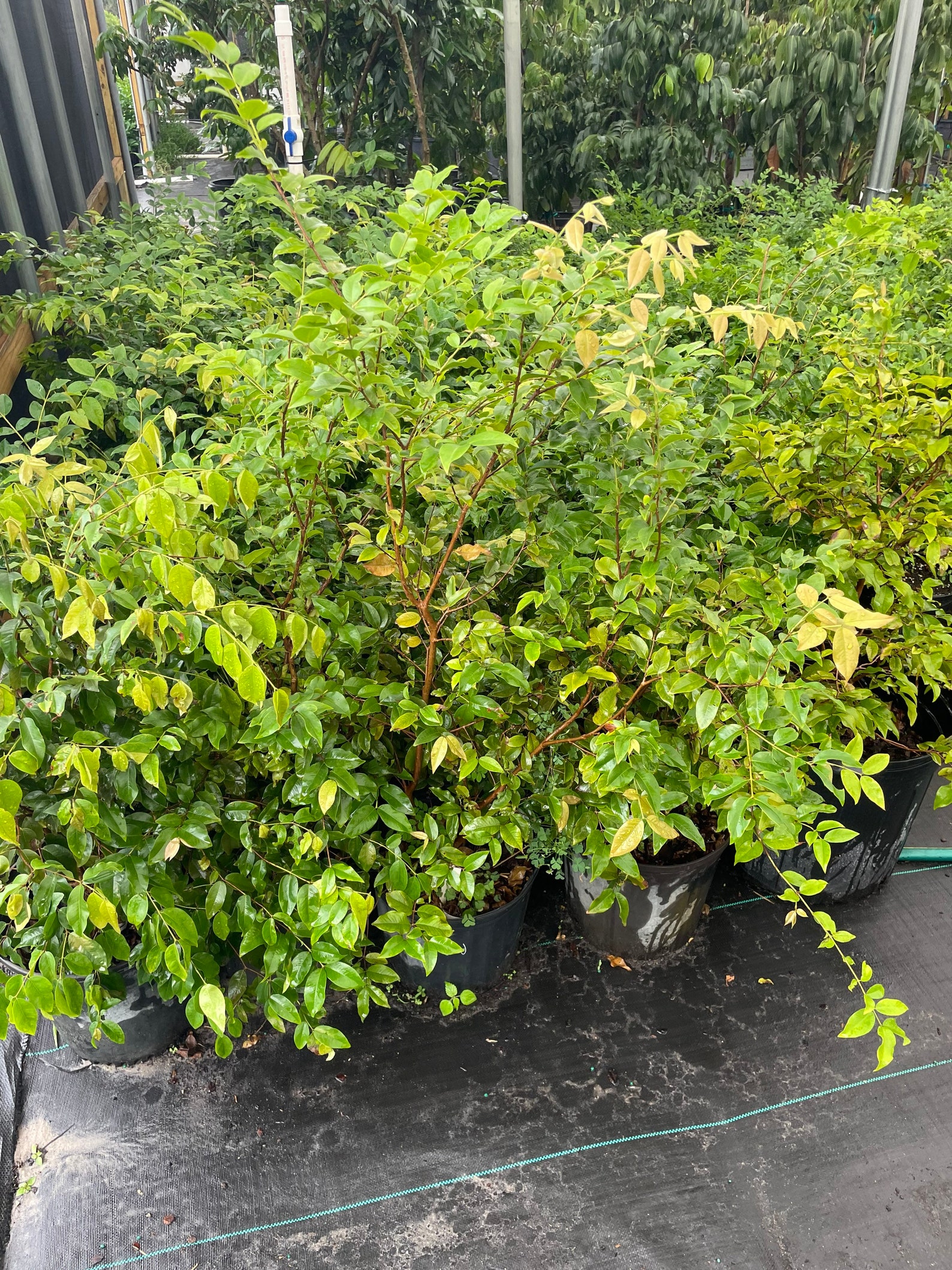 3 Years Old Red Jaboticaba Tree Dwarf Hybrid Etsy