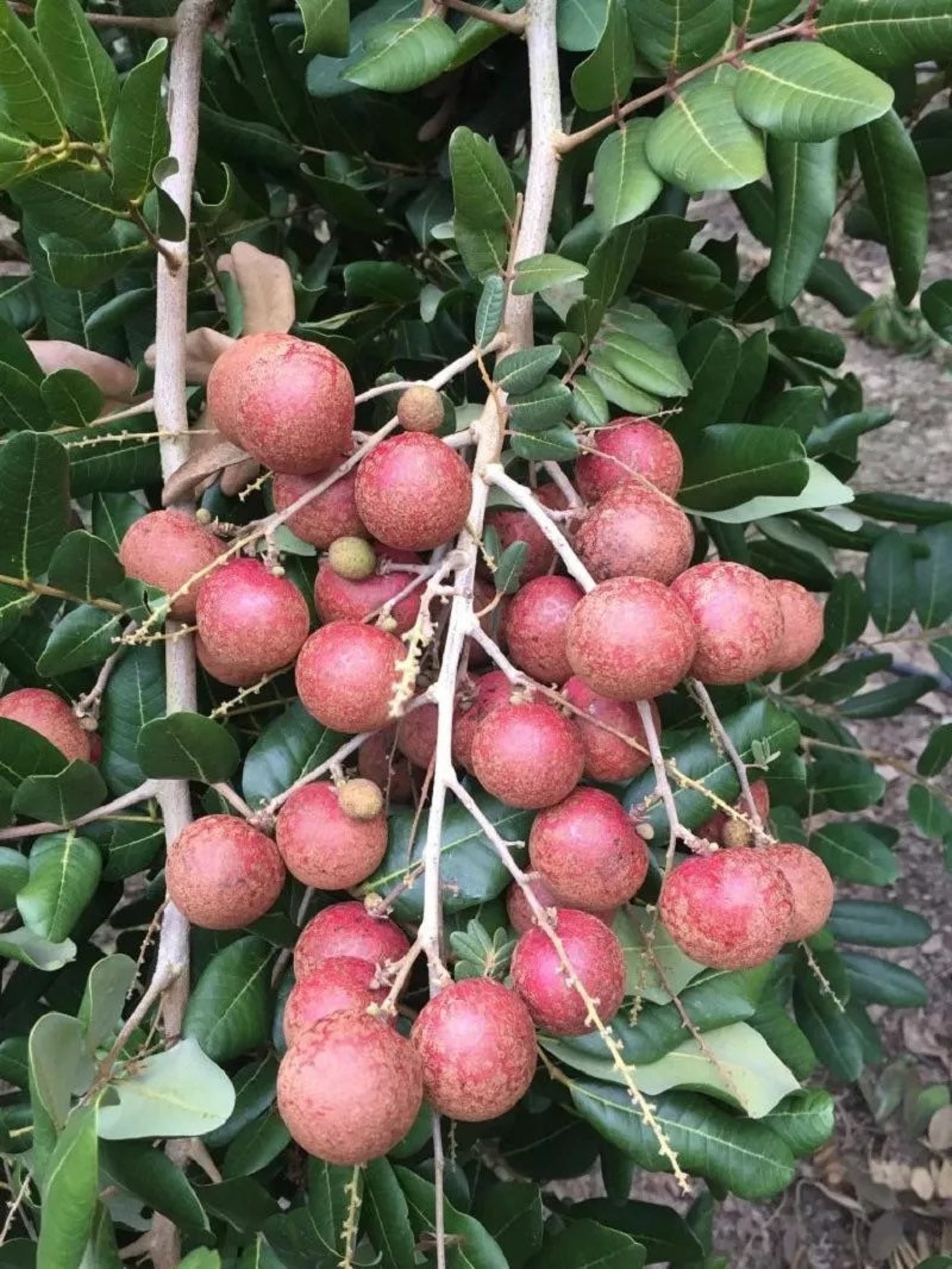 Ruby Red Longan Grafted Tree Shipping With Pot Etsy
