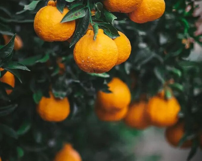 7 Gallon With Fruit Sumo Mandarin Grafted Tree Shipping With Etsy