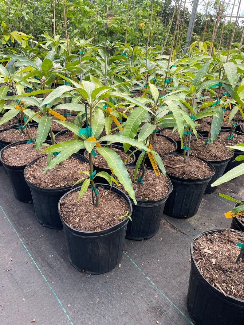 Dwarf Hawaii Mango Grafted Tree Shipping With Pot Etsy