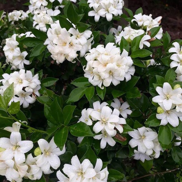 Orange Jasmine Plant Etsy