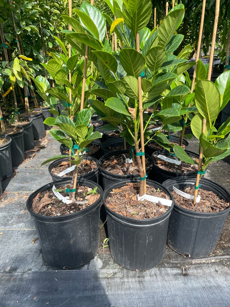 Cochin Dwarf Jackfruit Tree Grafted Etsy