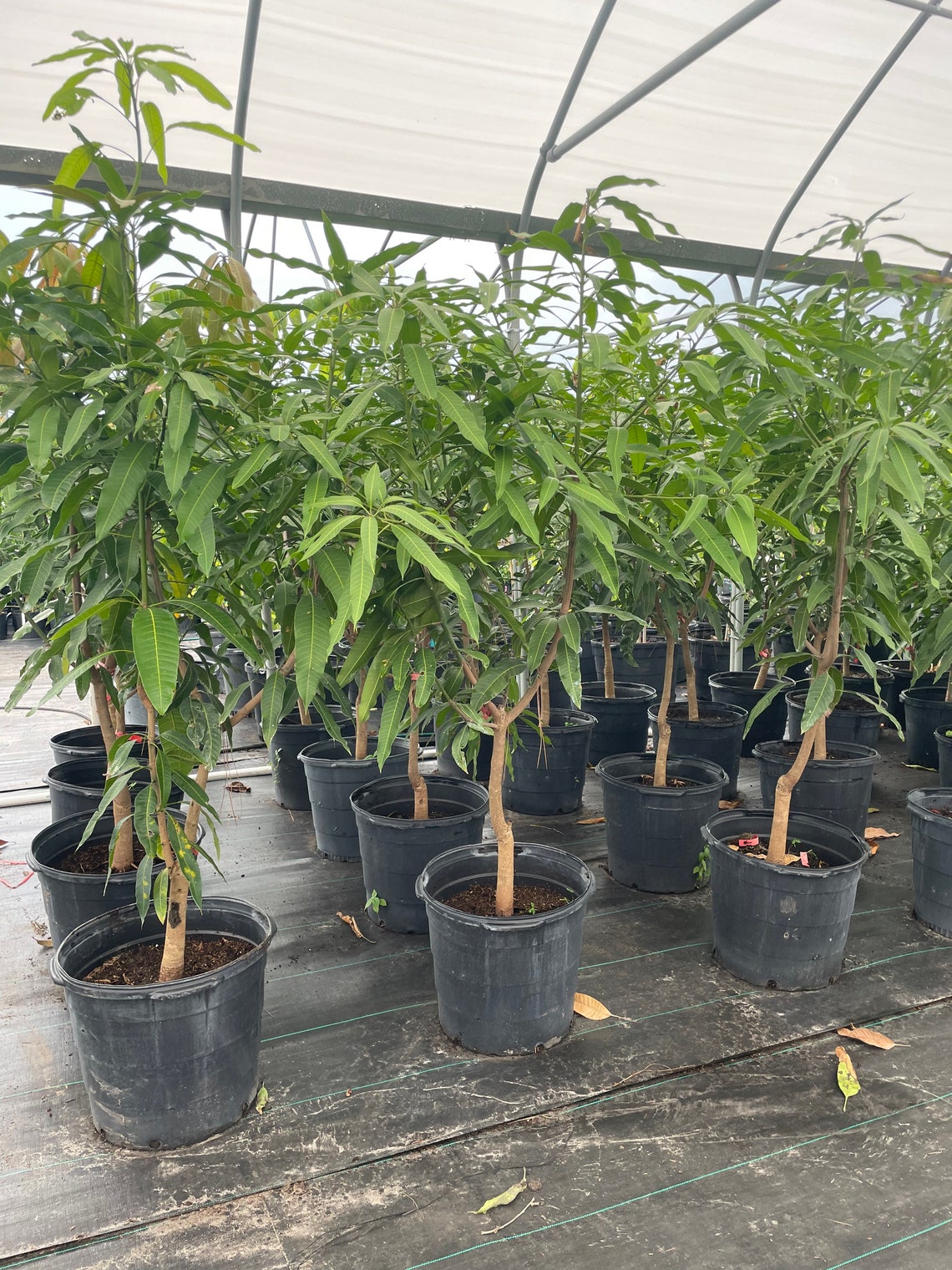 6ft Tall up Sweet Green Keo Savoy Mango Grafted Tree - Etsy