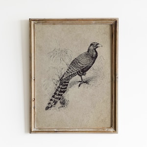 Pheasant Print, Pheasant Wall Art, Bird Wall Art Print, Pheasant Art Print, Vintage Bird Painting, Vintage wall Art, Bird Print Download