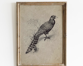 Cuadro vintage de faisán, arte mural de aves (descarga digital)