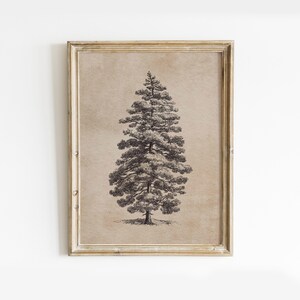 May include: A framed print featuring a detailed black and white illustration of a pine tree. The artwork is set against a tan background, and the frame has a gold finish. The image is a vintage-style botanical print.