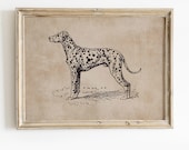 Vintage Dalmatian Dog Art Print, Animal Portrait (Digital Download)