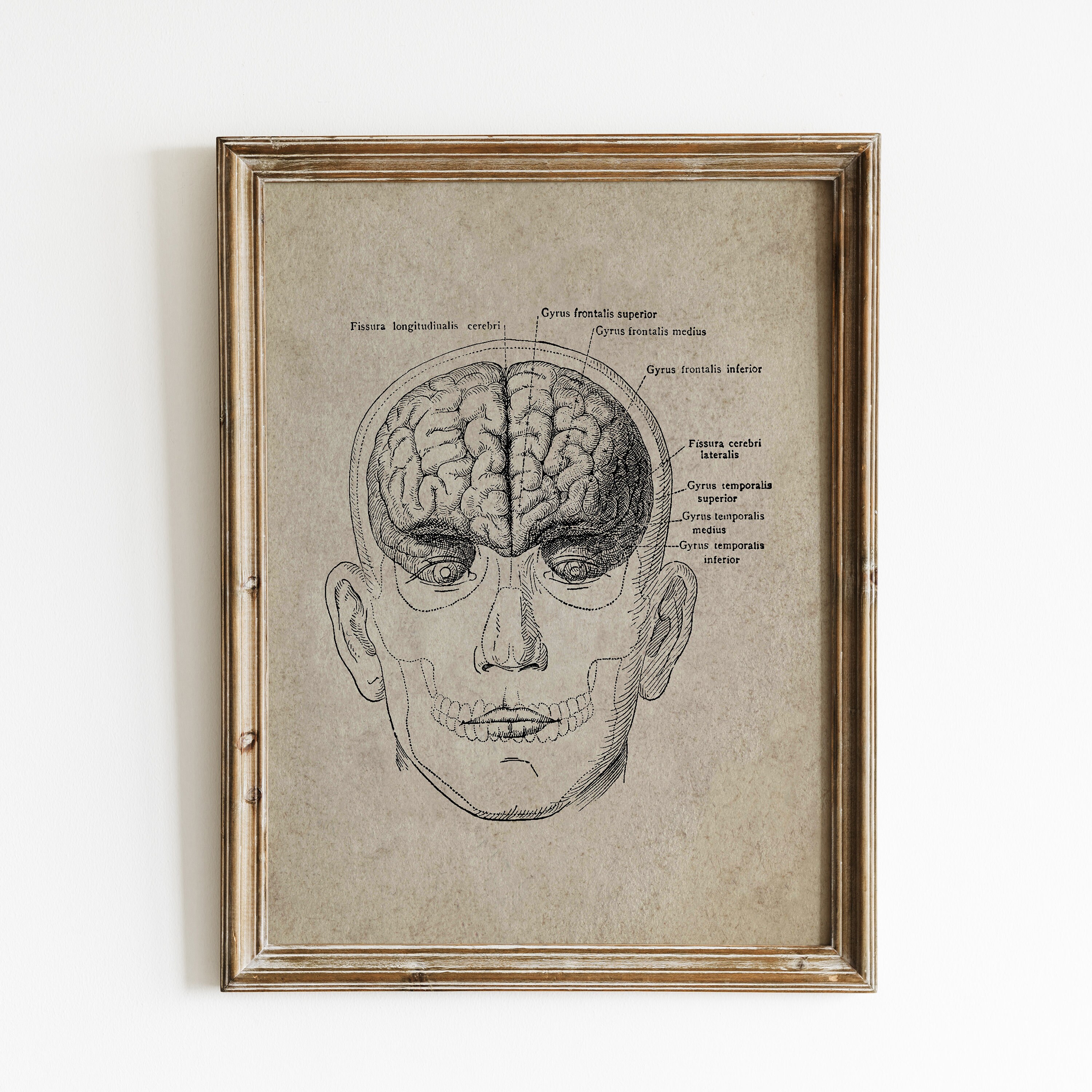 Vintage Human Brain Anatomy Art Print (digital Download) - Etsy Canada