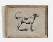 Foxhound Vintage Engraving Print, Dog Wall Art (Digital Download)