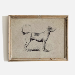 Puede incluir: Una ilustración en blanco y negro de un perro en una impresión enmarcada. El perro está de pie con la cabeza girada hacia la derecha. La impresión está sobre un fondo marrón claro.
