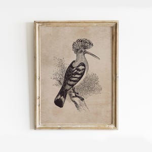 Vintage Hoopoe Print, Bird Wall Art Downloadable, Hoopoe Painting, Bird Art Print Digital Download, Bird Illustration Print, Bird Art