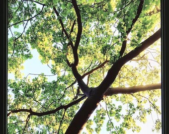 Nature’s Canopy Privacy Window Film: Static Cling Frosted Glass Sticker with Tree Design