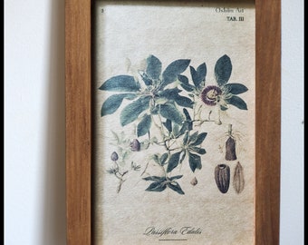 Botanische illustratie - Passiflora Edulis