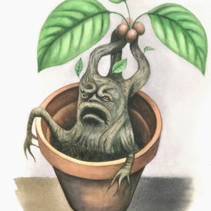 May include: A watercolor painting of a green leafy plant with a brown pot. The plant has a humanoid face with a grumpy expression. The plant is reaching up with its arms and has brown berries on the top.