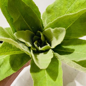 Mullein-Verbascum Thapsus
