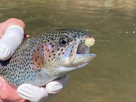 Game Changer Taco Egg. One of the BEST Fly Fishing Flies. Great Euro Nymph  