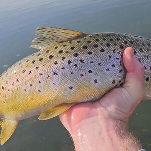 May include: A brown trout with a speckled pattern and yellow fins is held in a hand. The fish is in the water, and the image is taken from a slightly elevated angle, showcasing the fish's details.