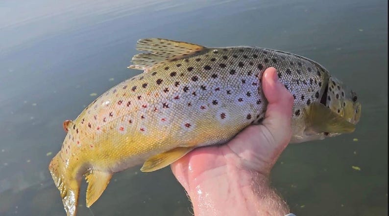 May include: A brown trout with a speckled pattern and yellow fins is held in a hand. The fish is in the water, and the image is taken from a slightly elevated angle, showcasing the fish's details.