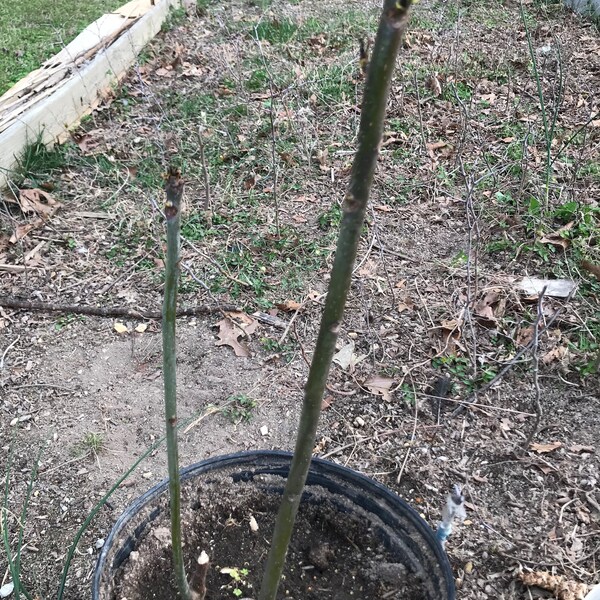 1 Chinese toon tree，Toona sinensis（香椿）2+years old