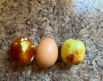 1   2 in 1  Jujube tree （Shanxi Li+ 酸枣Chinese  seedling jujube）