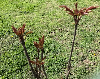 1 Chinese toon tree，Toona sinensis（香椿）。2 +years old,  24-30 inch tall.