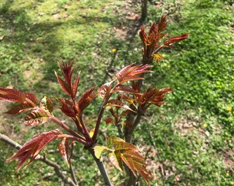 1 Chinese toon tree，Toona sinensis（香椿）2+years old