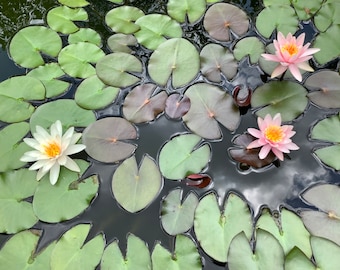 3Water Lily （2white +1 pink） /Aquaitic plant/Pond plant