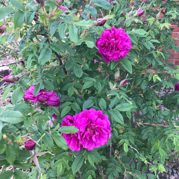 1 Edible China rose（平阴玫瑰）/Rose chinensis