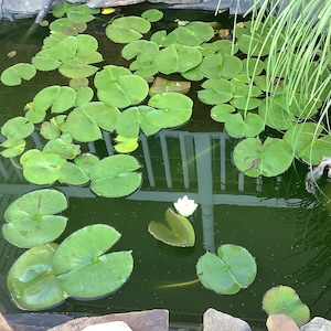 2 Water Lily White /Aquaitic plant/Pond plant