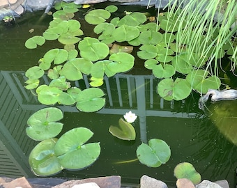 2 Water Lily White /Aquaitic plant/Pond plant
