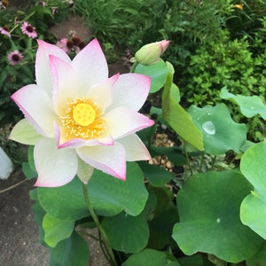 1  Lotus tuber Pink /Aquatic Pond plants/Water plants（荷花）