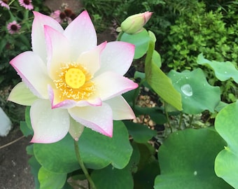 1 Lotus tuber Pink /Aquatic Pond plants/Water plants（荷花）