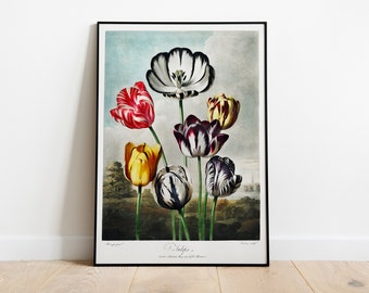 Affiche de Robert John Thornton | Tulipes du temple de la flore | Impression d'art botanique | Botanique du XVIIIe siècle | Peinture classique | Décoration d'intérieur