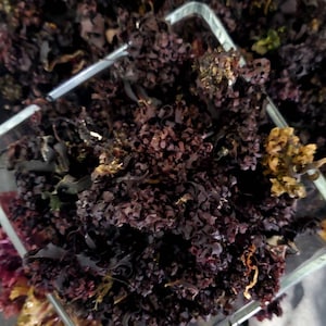Irish Moss Whole (Chondrus Crispus)